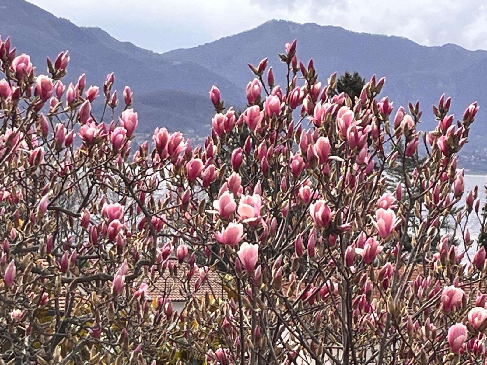 Villa Del Castanar Maccagno Dış mekan fotoğraf